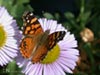 Erigeron glaucus 'Bountiful' -