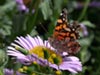 Erigeron glaucus 'Bountiful' -