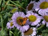 Erigeron glaucus 'Bountiful' -
