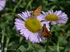 Erigeron glaucus 'Bountiful' -