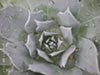 Dudleya brittonii -