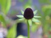 Rudbeckia occidentalis -