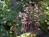 Heuchera 'Canyon Melody' -
