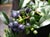 Vaccinium ovatum - Huckleberry
