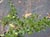 Baccharis pilularis pilularis 