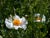 Romneya coulteri - Matilija Poppy