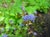 Ceanothus gloriosus exaltatus 