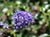 Ceanothus 