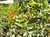 Arctostaphylos pajaroensis 