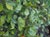 Cercocarpus betuloides  - Western Mountain Mahogany