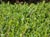 Arctostaphylos uva-ursi 
