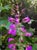 Penstemon spectabilis  - Royal Penstemon