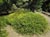 Arctostaphylos hookeri franciscana  - Franciscan Manzanita
