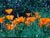 Eschscholzia californica - California Poppy