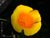 Eschscholzia californica maritima - California Poppy