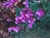 Penstemon davidsonii  - Beard-Tongue