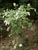 Holodiscus discolor - Cream Bush