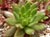 Dudleya farinosa  - Live-Forever