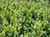 Arctostaphylos edmundsii 