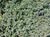 Baccharis pilularis 