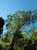 Alnus rhombifolia  - White Alder