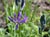 Camassia quamash - Camass-lily