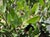 Arctostaphylos 