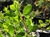 Arctostaphylos hookeri 