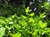 Ceanothus griseus horizontalis 