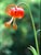 Lilium pardalinum - Leopard Lily