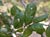 Quercus agrifolia - Coast Live Oak