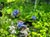 Ceanothus 