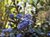 Ceanothus gloriosus  - Point Reyes Ceanothus