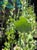 Malacothamnus fasciculatus  - Chaparral Mallow