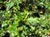 Quercus berberidifolia  - Scrub Oak