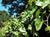 Vitis californica  - California Wild Grape