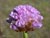 Armeria maritima - Sea Thrift or Sea Pink