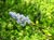 Ceanothus 