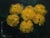 Eriogonum umbellatum polyanthum  - Sulfur Buckwheat