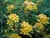 Ribes aureum - Golden Currant