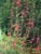 Clarkia unguiculata  - Mountain Garland