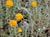 Eriophyllum confertiflorum - Golden Yarrow