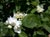 Philadelphus lewisii californica 