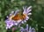 Aster chilensis - Chilean Aster