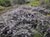 Ceanothus gloriosus 
