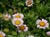 Erigeron glaucus 'Cape Sebastian' - Seaside Daisy