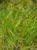 Nassella cernua  - Nodding Needle Grass