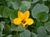 Viola pedunculata  - Johnny Jump Up