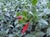 Epilobium septentrionalis 