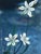 Triteleia ixioides  - Golden Stars